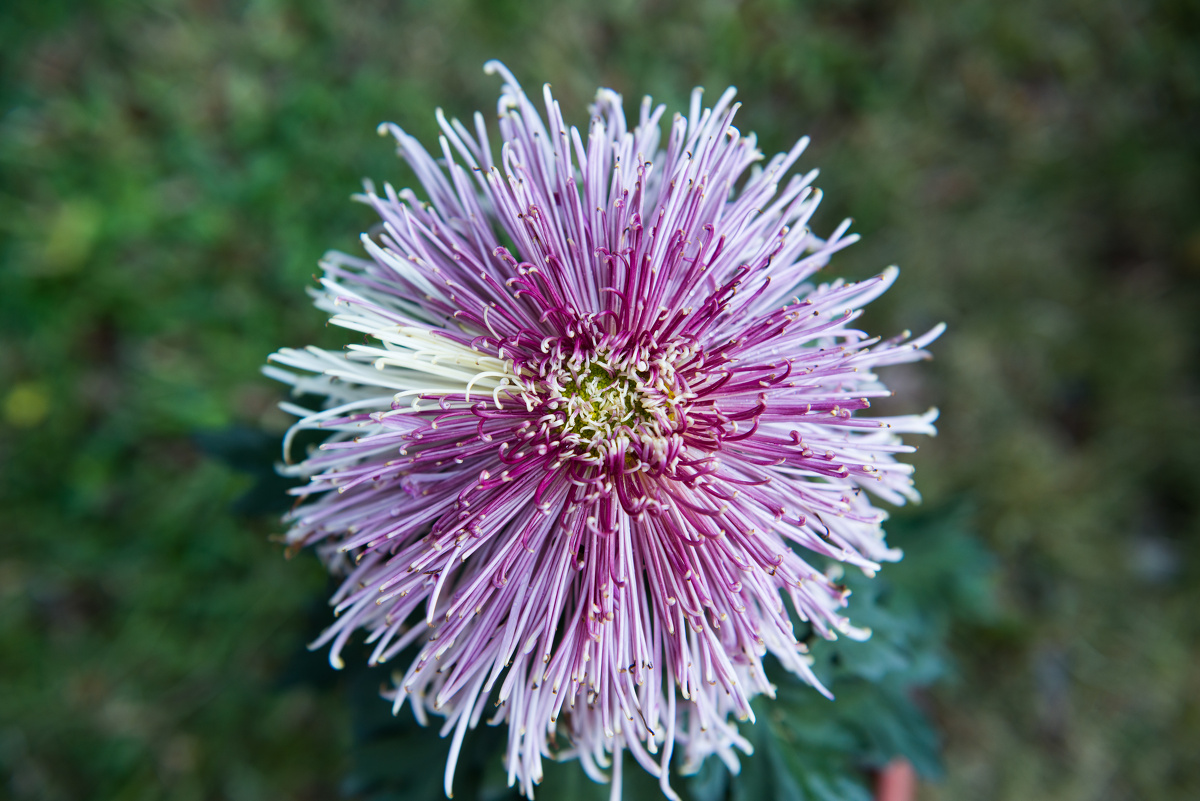 2013洪湖公园菊花展 - 以冠为名 - 图虫网 - 最好