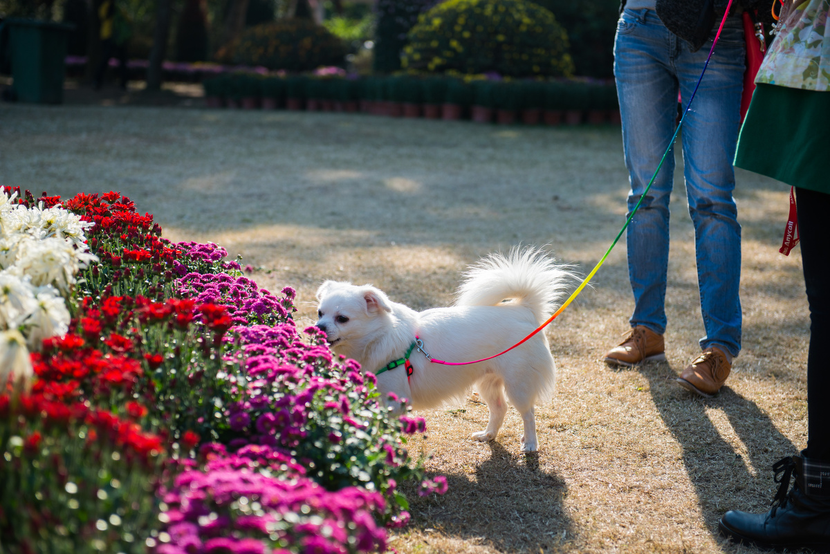2013洪湖公园菊花展 - 以冠为名 - 图虫网 - 最好