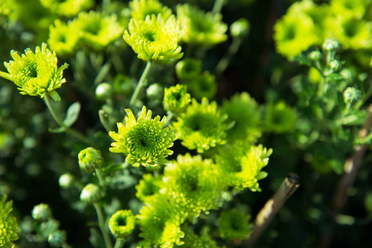 2013洪湖公园菊花展 - 以冠为名 - 图虫网 - 最好