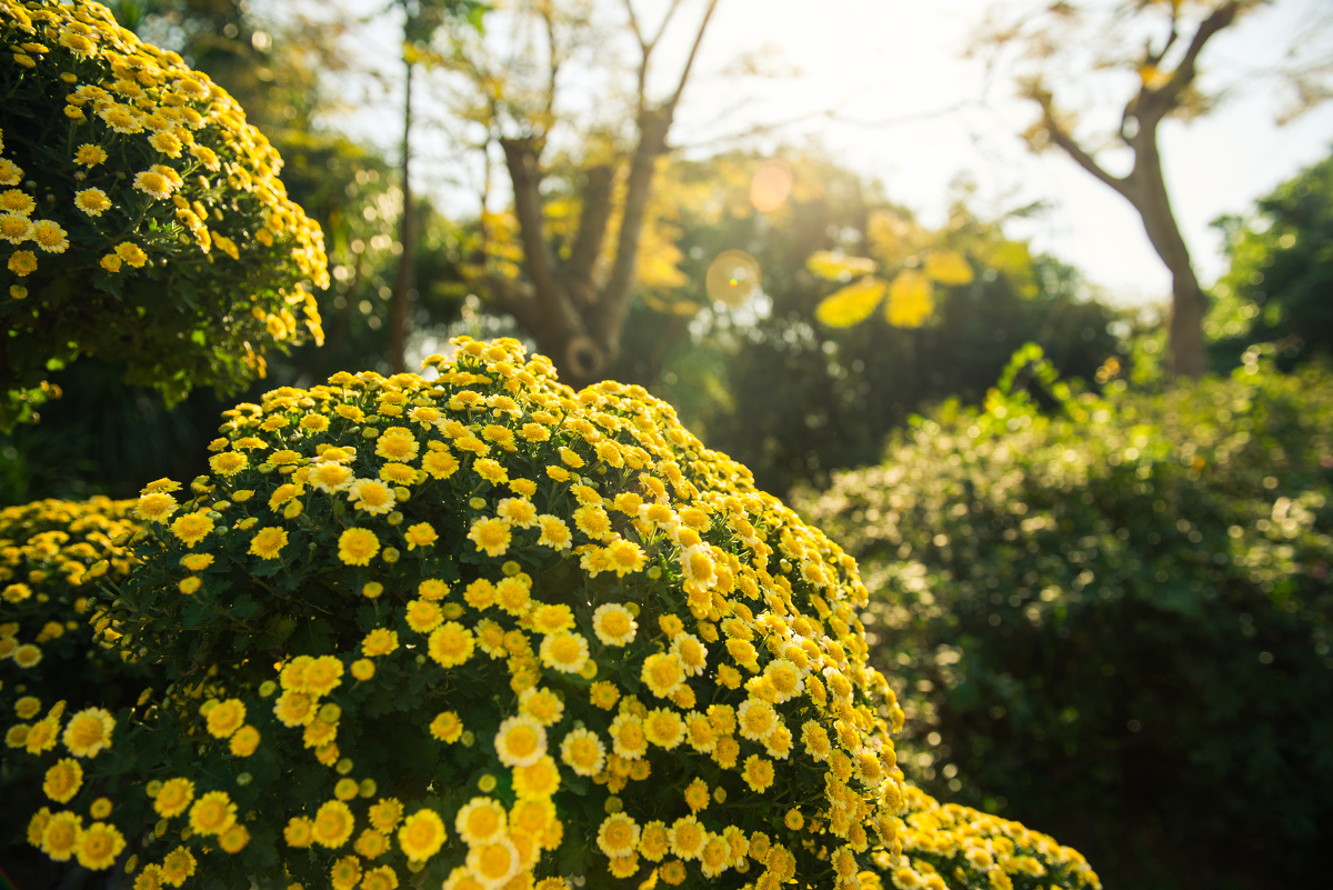 2013洪湖公园菊花展