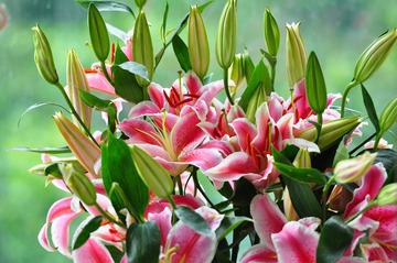 DSC_1101.JPG