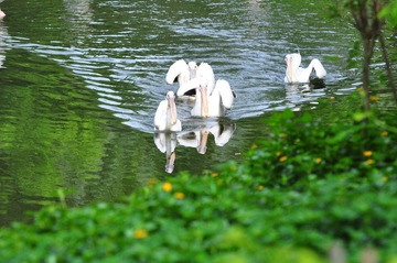 DSC_0456.JPG