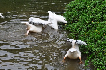DSC_0463.JPG