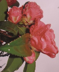 A8E6B61C-1FDB-488E-AEEA-D24202BC8EFD/L0/001