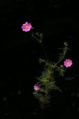 高原的花.JPG