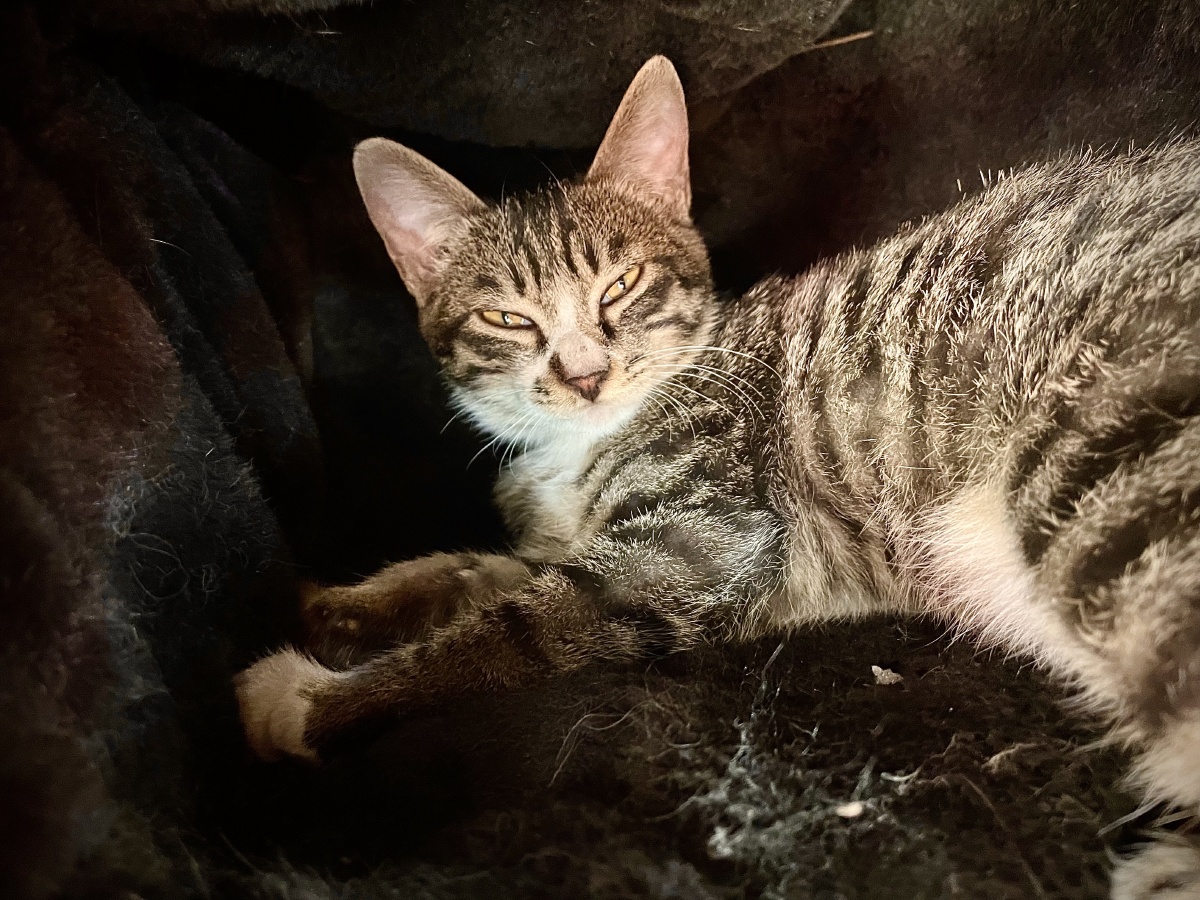 睡眼惺忪小狸花