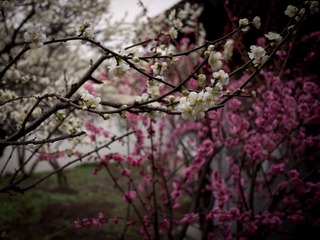 P1000492-2.jpg