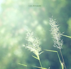 DPP_00013