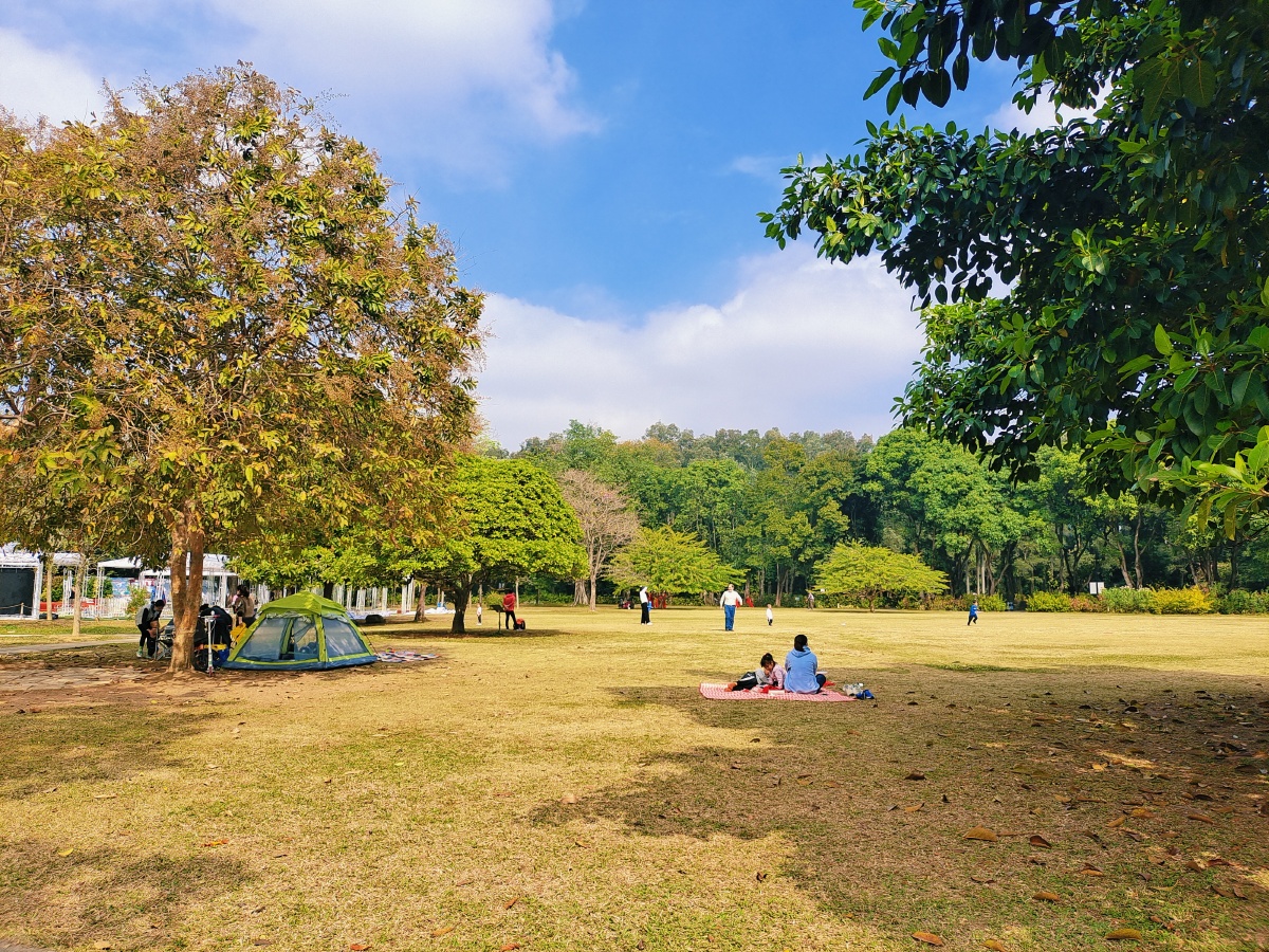 天气晴朗阳光沐浴游客在草坪上嬉戏拍于华南植物园