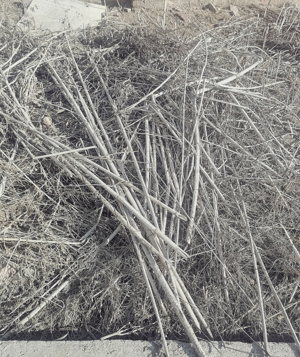 院子里的一堆枯草刚才在厂院儿里巡视的时候看到院墙边上的枯草觉得有