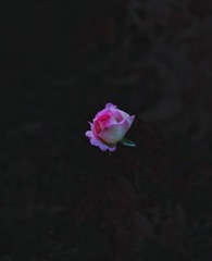 1410274