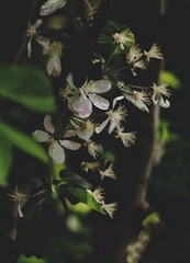 1407667