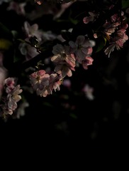 1406747