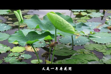 紫竹院 (2).jpg