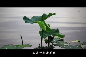 紫竹院 (3).jpg