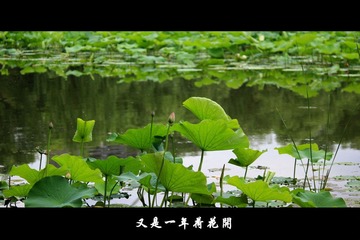 紫竹院 (4).jpg