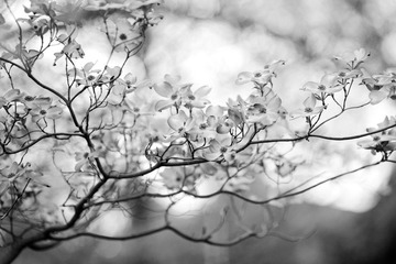 IMG_7973_bw.jpg