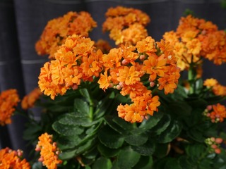 5F18DD09-7095-458F-BF74-F53327FCA628/L0/001
