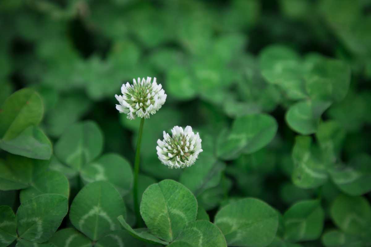 三叶草花象征着幸运愿看到三叶草花的你幸运立刻降临在身上