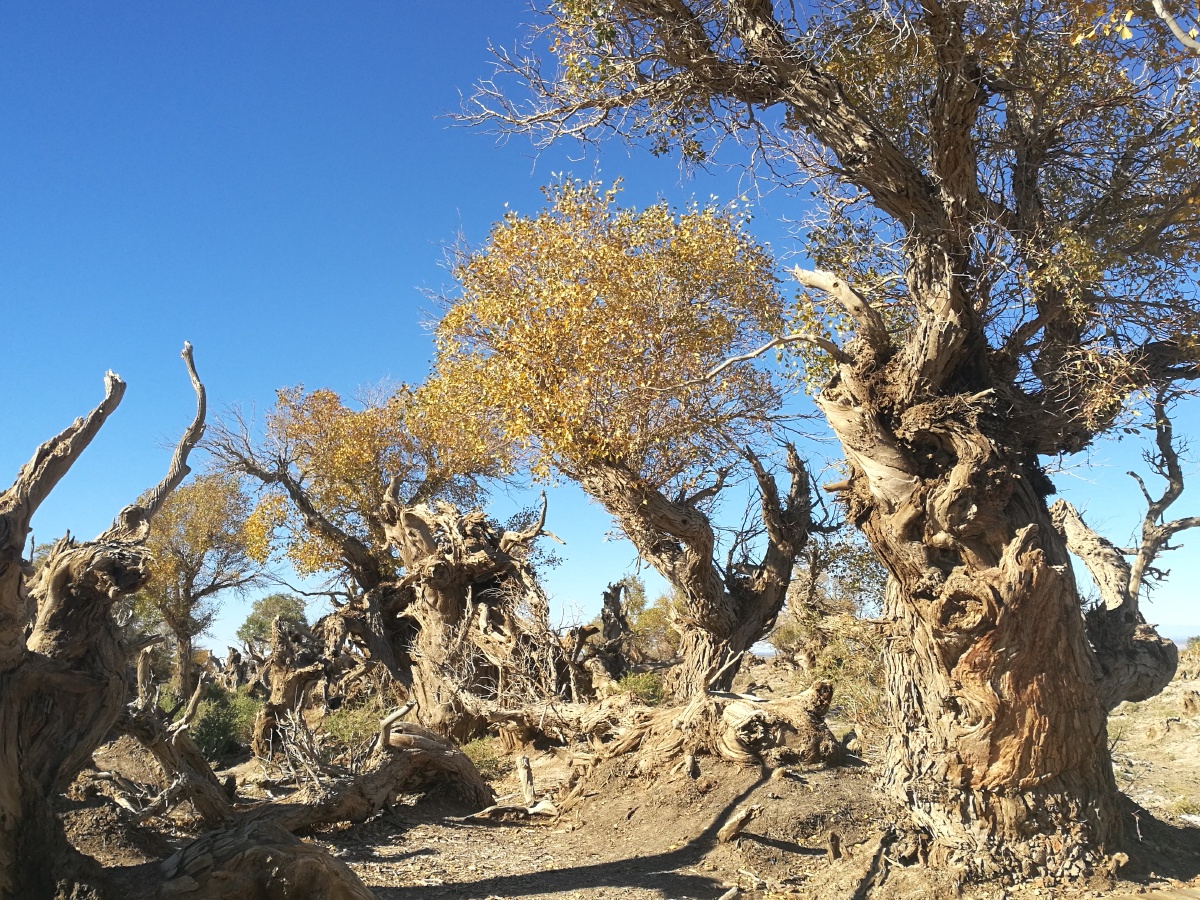 新疆最美胡杨胡杨少年不死死后千年不倒倒后千年不不朽