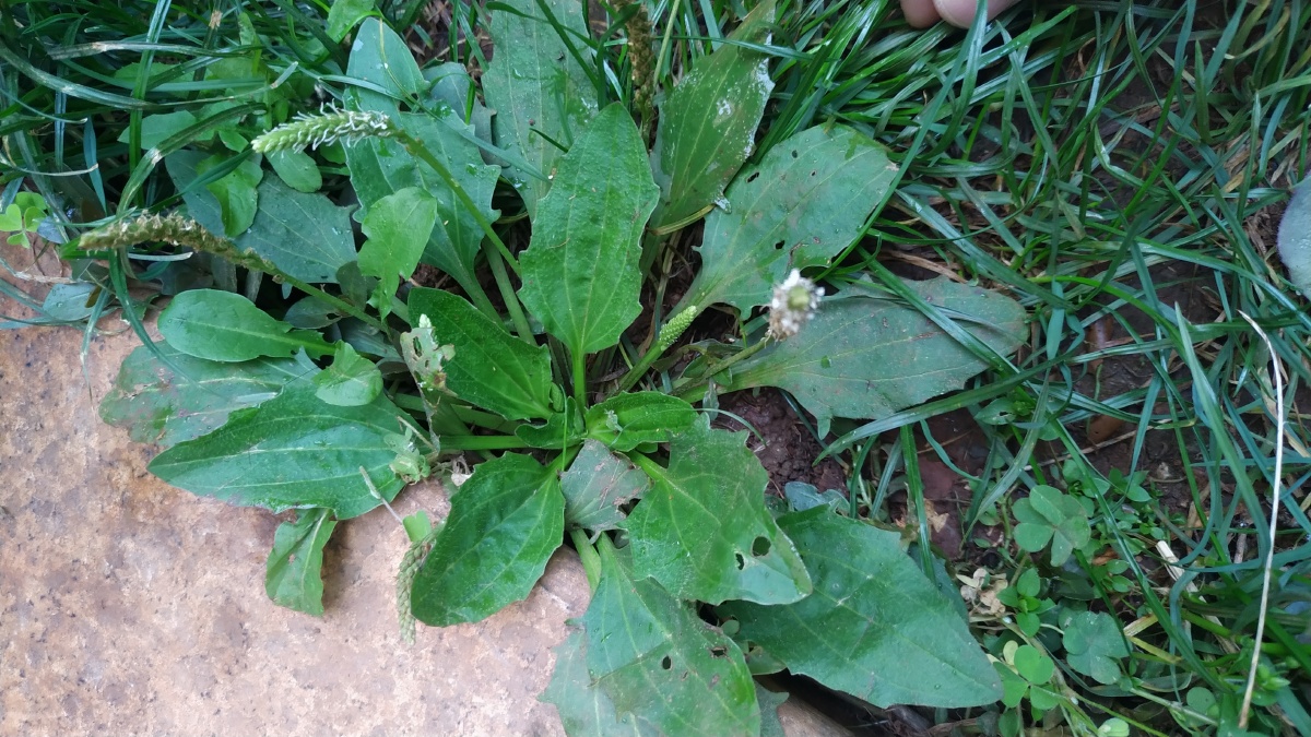 我院子里的"蛤蟆叶"也就是车前草icon,它可以直接当做野菜炒或煮着吃