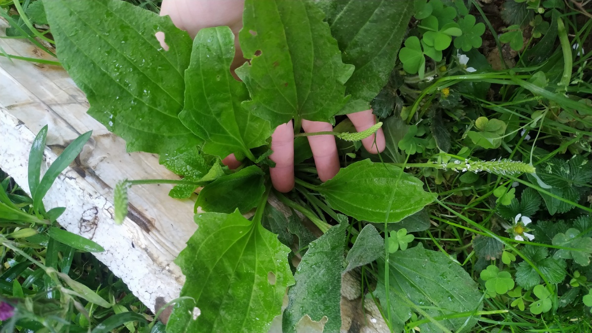 我院子里的"蛤蟆叶"也就是车前草icon,它可以直接当做野菜炒或煮着吃
