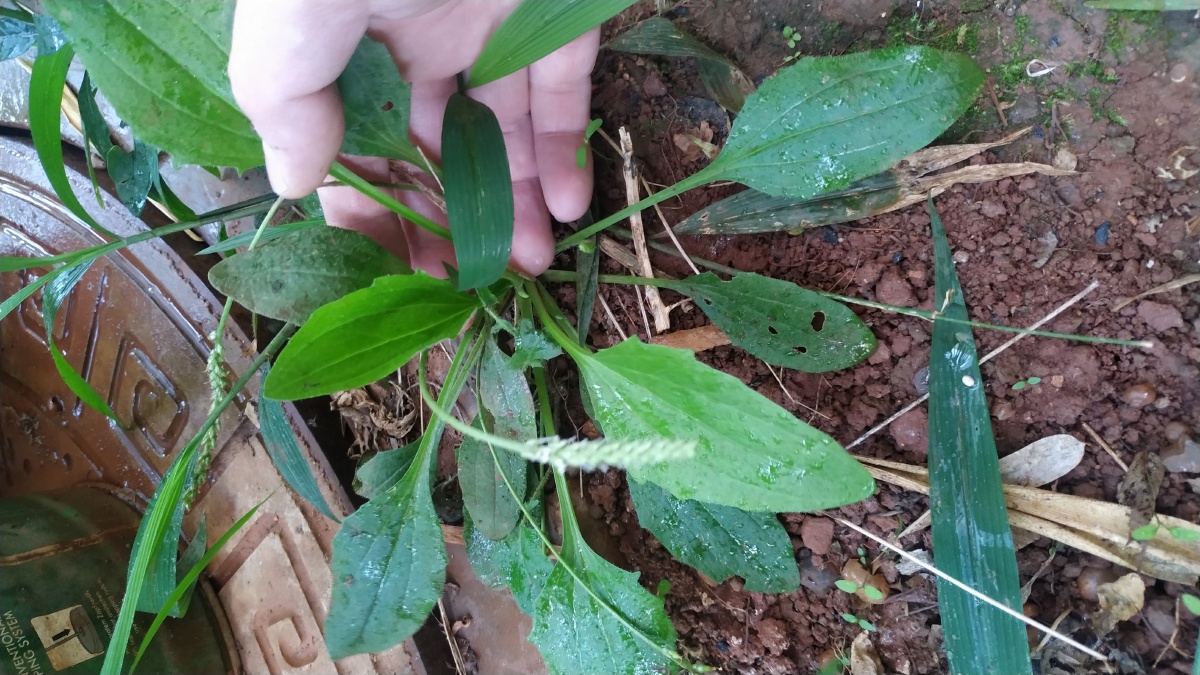 我院子里的"蛤蟆叶"也就是车前草icon,它可以直接当做野菜炒或煮着吃