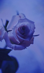 24DDD475-0D78-45BE-865F-B3E483A30D48/L0/001