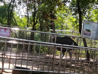 3131096