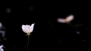 89AEEF5D-4472-4A52-81C8-7C0F72DD2D81/L0/001