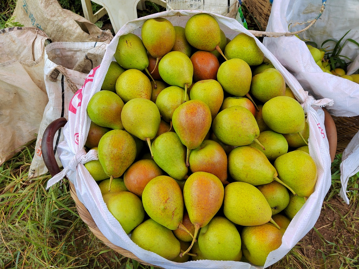 汁多肉厚,清脆酸甜可口的鲁沙梨已上市, - 彩彩爱生活 - 图虫