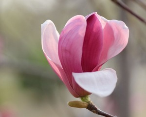 一花独放也是春..jpg