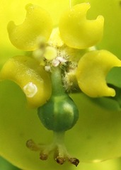花心里的宝贝120423.jpg