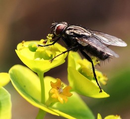 苍蝇与花120423.jpg