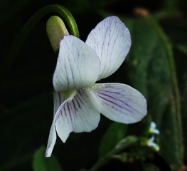 白花.jpg