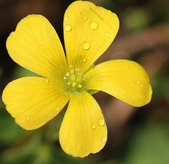 黄花120512..jpg