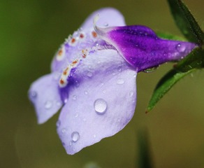 紫花120402..jpg