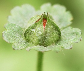 120507含苞.jpg