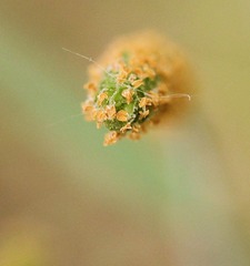 120507果实一样的花.jpg