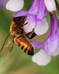 20120509蜜蜂1.jpg