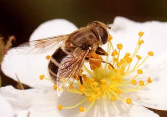 20120509蜜蜂2.jpg