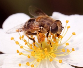 20120509蜜蜂3.jpg