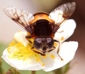 20120509蜜蜂4.jpg