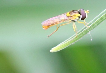 20120512蜂1.jpg