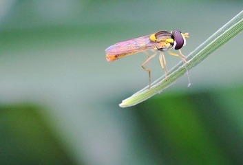 20120512蜂2.jpg