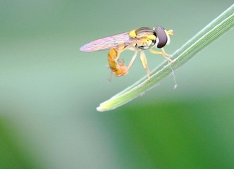 20120512蜂3.jpg