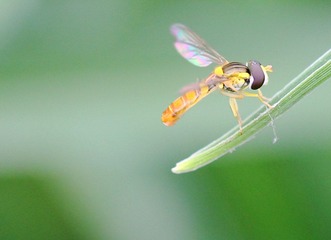 20120512蜂4.jpg