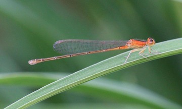 20120512蜻.jpg
