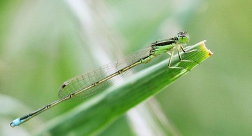 20120512蜻2.jpg