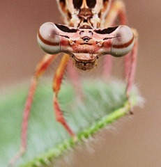 20120512蜻4.jpg